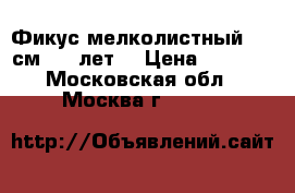    Фикус мелколистный 140 см, 10 лет  › Цена ­ 7 000 - Московская обл., Москва г.  »    